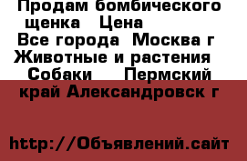 Продам бомбического щенка › Цена ­ 30 000 - Все города, Москва г. Животные и растения » Собаки   . Пермский край,Александровск г.